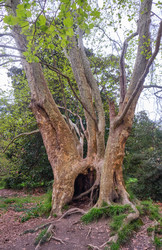 Огромный ствол старого дерева Platanus occidentalis (американский платан) - Serg Zastavkin