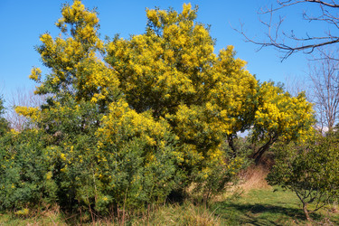 Цветущая акация белоснежная (Acacia dealbata). Это растение с желтыми цветами также известно как мимоза - Serg Zastavkin