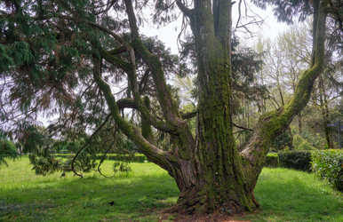 Кипарис Лоусона, или кедр Порт-Орфордский (по-латински Chamaecyparis lawsoniana), старое дерево - Serg Zastavkin