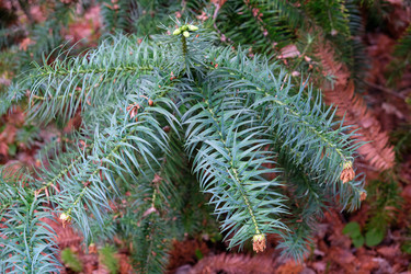 Branch of Cunninghamia lanceolata  (Chinese fir). Sirius. Krasnodar Krai. Russia - Serg Zastavkin