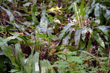Hart’s tongue evergreen fern (Phyllitis scolopendrium) in spring in Sochi - Serg Zastavkin