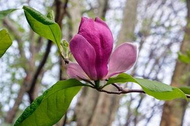 Крупный розовый цветок магнолии душчатой (Magnolia denudata) - Serg Zastavkin