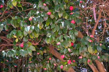 Цветущая камелия (Camellia japonica). Сириус. Краснодарский край. Россия - Serg Zastavkin