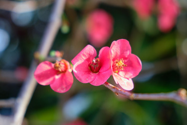 Цветущая Chaenomeles japonica с красными цветками - Serg Zastavkin