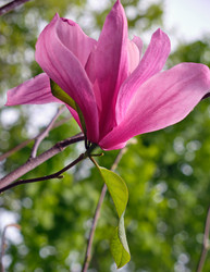 Крупный розовый цветок магнолии Суланжевой (Magnolia denudata) - Serg Zastavkin