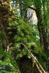 Реликтовый папоротник обыкновенный многоножка (Polypodium vulgare) в естественной лесной среде обитания - Serg Zastavkin