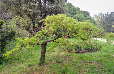 Японский клен (Acer palmatum) в парке «Южные культуры» весной - Serg Zastavkin