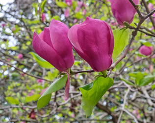 Крупный розовый цветок магнолии душчатой (Magnolia denudata) - Serg Zastavkin