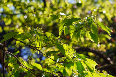 Клен трезубец (Acer buergerianum) цветет весной - Serg Zastavkin
