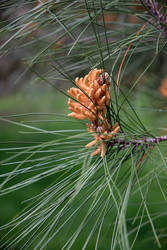 Мужские шишки сосны (Pinus). Сириус. Краснодарский край. Россия - Serg Zastavkin