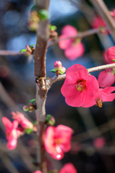 Цветущая Chaenomeles japonica с красными цветками - Serg Zastavkin