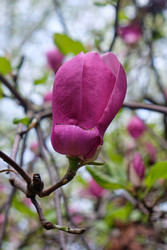 Крупный розовый цветок магнолии душчатой (Magnolia denudata) - Serg Zastavkin