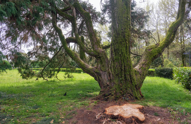 Кипарис Лоусона, или кедр Порт-Орфордский (по-латински Chamaecyparis lawsoniana), старое дерево - Serg Zastavkin