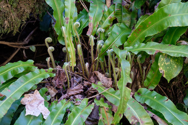 Hart’s tongue evergreen fern (Phyllitis scolopendrium) in spring - Serg Zastavkin