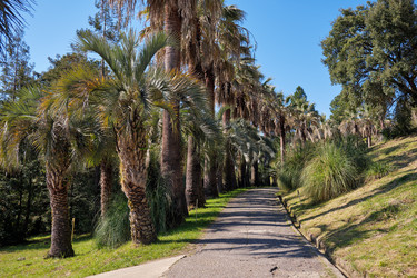 Пальмовая аллея в Сочинском дендрарии - Serg Zastavkin