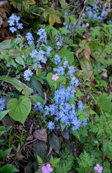 Синие цветки каппадокийской пуповинной травы (Omphalodes cappadocica) - Serg Zastavkin