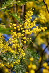 Цветущая акация белоснежная (Acacia dealbata). Это растение с желтыми цветами также известно как мимоза - Serg Zastavkin