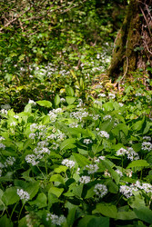 Цветущий черемша (Allium ursinum) в Хостинской тисово-самшитовой роще - Serg Zastavkin