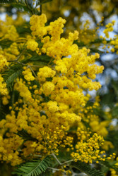 Цветущая акация белоснежная (Acacia dealbata). Это растение с желтыми цветами также известно как мимоза - Serg Zastavkin