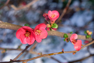 Цветущая Chaenomeles japonica с красными цветками - Serg Zastavkin