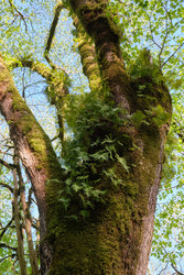 Реликтовый папоротник обыкновенный многоножка (Polypodium vulgare) в естественной лесной среде обитания - Serg Zastavkin