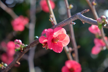 Цветущая Chaenomeles japonica с красными цветками - Serg Zastavkin