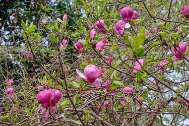 Ветви с крупными розовыми цветками магнолии денудированной (Magnolia denudata) - Serg Zastavkin