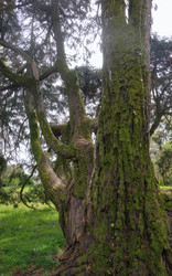 Кипарис Лоусона, или кедр Порт-Орфордский (по-латински Chamaecyparis lawsoniana), старое дерево - Serg Zastavkin