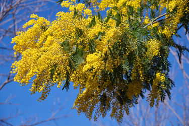 Цветущая акация белоснежная (Acacia dealbata). Это растение с желтыми цветами также известно как мимоза - Serg Zastavkin
