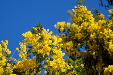 Цветущая акация белоснежная (Acacia dealbata). Это растение с желтыми цветами также известно как мимоза - Serg Zastavkin