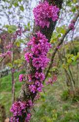 Красные цветы церциса (Cercis), растущие на стволе. Сириус. Краснодарский край. Россия - Serg Zastavkin