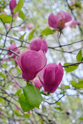 Крупный розовый цветок магнолии душчатой (Magnolia denudata) - Serg Zastavkin