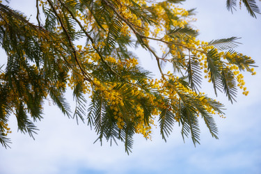 Цветущая акация белоснежная (Acacia dealbata). Это растение с желтыми цветами также известно как мимоза - Serg Zastavkin