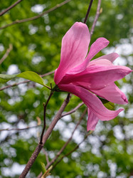 Крупный розовый цветок магнолии Суланжевой (Magnolia denudata) - Serg Zastavkin