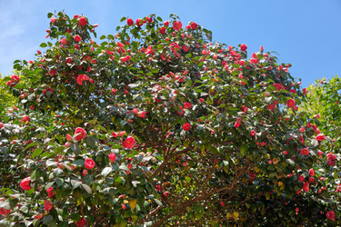 Цветущая камелия (Camellia japonica). Сириус. Краснодарский край. Россия - Serg Zastavkin