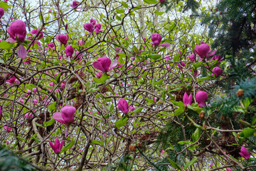 Ветви с крупными розовыми цветками магнолии денудированной (Magnolia denudata) - Serg Zastavkin