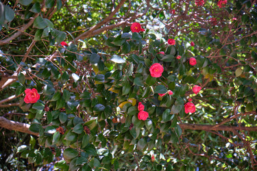 Цветущая камелия (Camellia japonica). Сириус. Краснодарский край. Россия - Serg Zastavkin