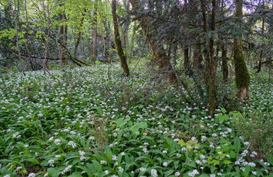 Цветущий черемша (Allium ursinum) в Хостинской тисово-самшитовой роще. Сочи. Россия - Serg Zastavkin