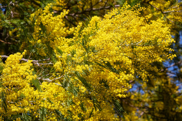 Цветущая акация белоснежная (Acacia dealbata). Это растение с желтыми цветами также известно как мимоза - Serg Zastavkin