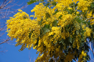 Цветущая акация белоснежная (Acacia dealbata). Это растение с желтыми цветами также известно как мимоза - Serg Zastavkin