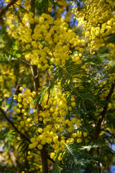 Цветущая акация белоснежная (Acacia dealbata). Это растение с желтыми цветами также известно как мимоза - Serg Zastavkin