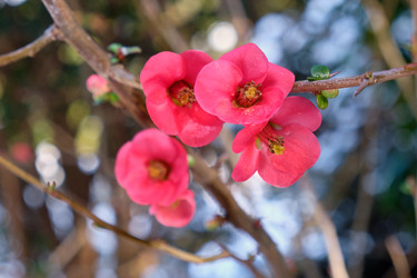 Цветущая Chaenomeles japonica с красными цветками - Serg Zastavkin