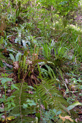 Hart’s tongue evergreen fern (Phyllitis scolopendrium) in spring in Sochi - Serg Zastavkin