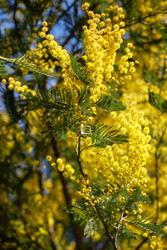 Цветущая акация белоснежная (Acacia dealbata). Это растение с желтыми цветами также известно как мимоза - Serg Zastavkin