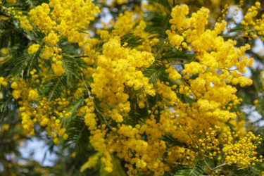 Цветущая акация белоснежная (Acacia dealbata). Это растение с желтыми цветами также известно как мимоза - Serg Zastavkin