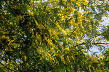 Цветущая акация белоснежная (Acacia dealbata). Это растение с желтыми цветами также известно как мимоза - Serg Zastavkin