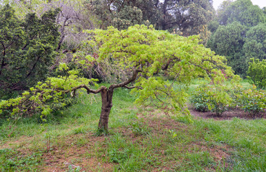 Японский клен (Acer palmatum) в парке «Южные культуры» весной - Serg Zastavkin