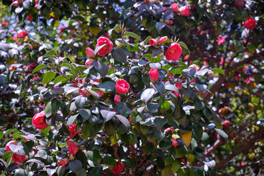 Цветущая камелия (Camellia japonica). Сириус. Краснодарский край. Россия - Serg Zastavkin
