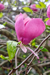 Крупный розовый цветок магнолии душчатой (Magnolia denudata) - Serg Zastavkin