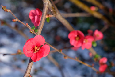 Цветущая Chaenomeles japonica с красными цветками - Serg Zastavkin
